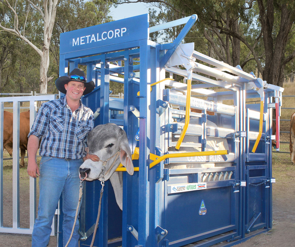 photo of a cow in a cattle crush with a person standing next to it