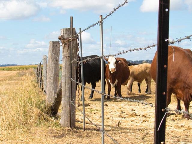 Fence and cattle