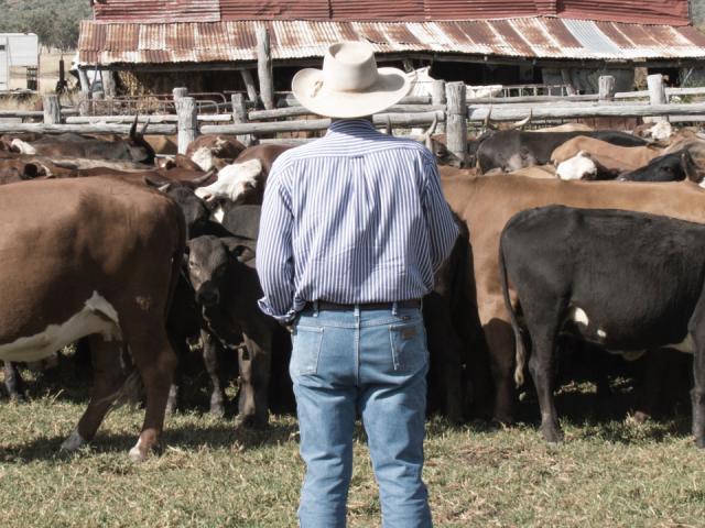 a farmer standing in front of some cows facing their back to the camera