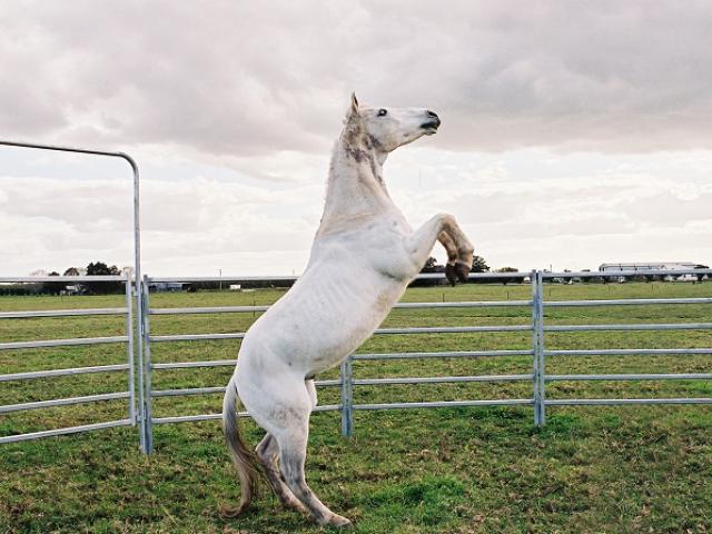 photo of a horse standing on two back legs, in a grassy field